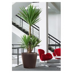 Self-Watering Plastic Planters Lechuza CLASSICO Premium LS 70  Self-Watering Plastic Planters Lechuza CLASSICO Premium LS 70