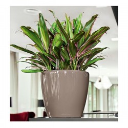 Self-Watering Plastic Planter Lechuza CLASSICO Premium LS 50 Self-Watering Plastic Planters Lechuza CLASSICO Premium LS 50