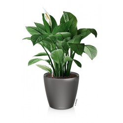 Self-Watering Plastic Planter Lechuza CLASSICO Premium LS 35 Self-Watering Plastic Planters Lechuza CLASSICO Premium LS 35
