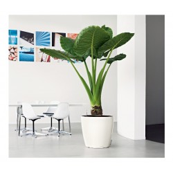 Self-Watering Plastic Planters Lechuza CLASSICO Premium LS 43 Self-Watering Plastic Planters Lechuza CLASSICO Premium LS 43