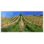 Wooden Palisade Pointed Ø6 x 300cm Wooden Palisade Pointed Ø6 x 300cm