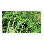 Green Wall Tile Jungle Mix 100x100cm | kipogeorgiki.gr