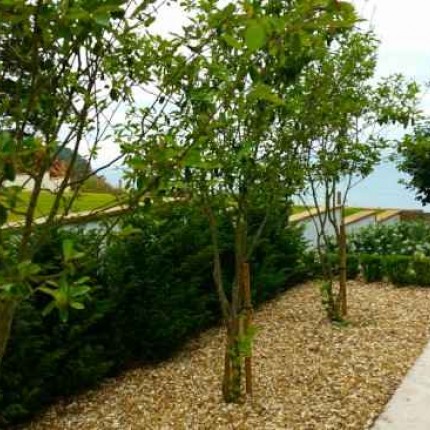 Αειθαλείς Θάμνοι Παραλιακών Κήπων & Νησιώτικων Περιοχών