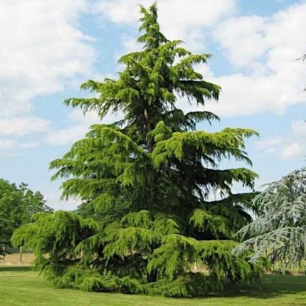 Κέδρος Ντεοντάρα, το Κωνοφόρο των Ιμαλαΐων στον Κήπο