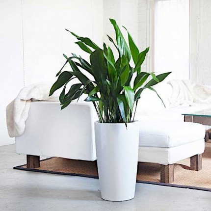 Η Ασπιδίστρα στο Σπίτι, στο Γραφείο, στον Κήπο