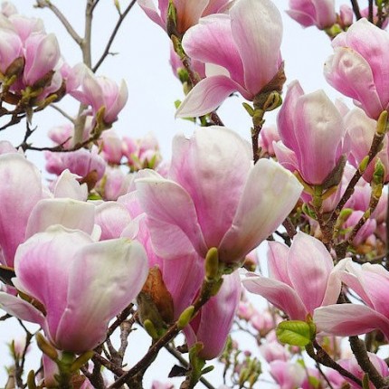 Η Μαγνόλια Σουλατζιάνα, Περιγραφή & Χρήση