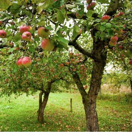 Φύτευση της Μηλιάς στον Κήπο & Βασικές Φροντίδες