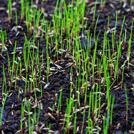 Η Σπορά Χλοοτάπητα (Γκαζόν) στον Κήπο