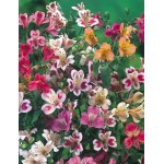 Lily of the Incas Mix (Alstroemeria spp.) Tuber Lily of the Incas Mix (Alstroemeria spp.) Tubers
