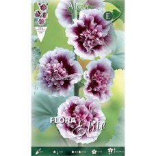 Hollyhocks Purple-White 'Creme de Cassis' 