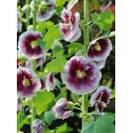 Hollyhocks Purple-White 'Creme de Cassis' 
