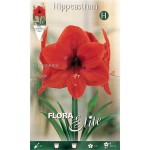 Amaryllis Orange Bulb (Hippeastrum spp.) - Spring & Autumn Planting Amaryllis Orange Bulbs