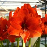 Amaryllis Orange Bulb (Hippeastrum spp.) - Spring & Autumn Planting Amaryllis Orange Bulbs