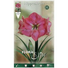 Amaryllis Pink Bulbs