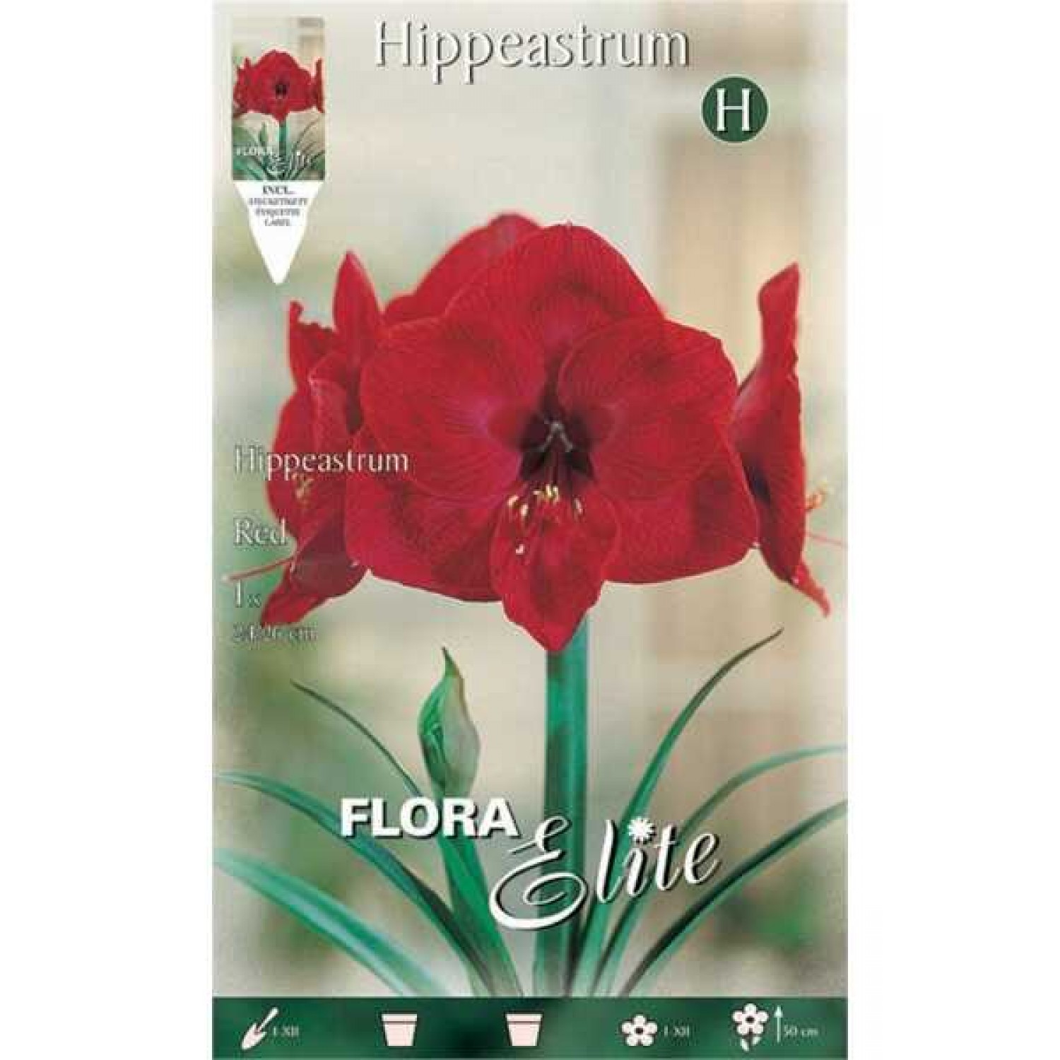 Amaryllis Red Bulb (Hippeastrum spp.) - Spring & Autumn Planting Amaryllis Red Bulbs (Hippeastrum spp.)