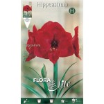 Amaryllis Red Bulb (Hippeastrum spp.) - Spring & Autumn Planting Amaryllis Red Bulbs (Hippeastrum spp.)