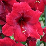 Amaryllis Red Bulb (Hippeastrum spp.) - Spring & Autumn Planting Amaryllis Red Bulbs (Hippeastrum spp.)