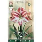 Amaryllis Stripped Red - White Bulb (Hippeastrum spp.) - Spring & Autumn Planting Amaryllis Stripped Red - White Bulbs