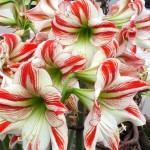 Amaryllis Stripped Red - White Bulb (Hippeastrum spp.) - Spring & Autumn Planting Amaryllis Stripped Red - White Bulbs