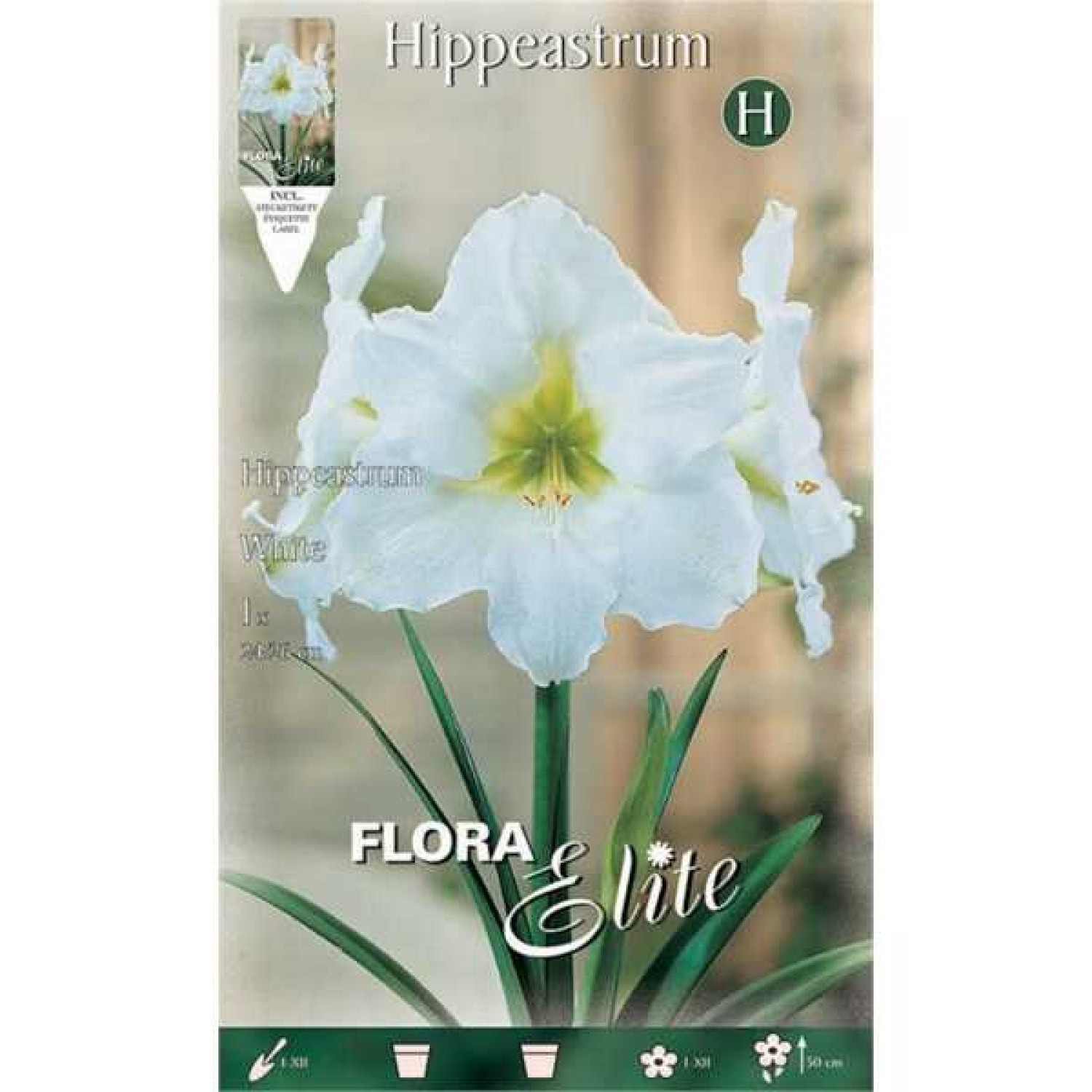 Amaryllis White Bulb (Hippeastrum spp.) - Spring & Autumn Planting Amaryllis White Bulbs (Hippeastrum spp.)
