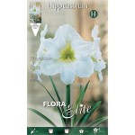 Amaryllis White Bulb (Hippeastrum spp.) - Spring & Autumn Planting Amaryllis White Bulbs (Hippeastrum spp.)