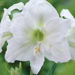 Amaryllis White Bulb (Hippeastrum spp.) - Spring & Autumn Planting Amaryllis White Bulbs (Hippeastrum spp.)