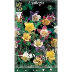 Columbine ‘Mckanna’ Mixed Various Colors (Aquilegia vulgaris ‘Mckanna’) Root - 806407 Columbine Various Colors ‘Mckanna’ Mixed - Roots