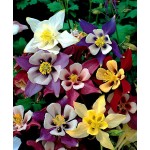 Columbine ‘Mckanna’ Mixed Various Colors (Aquilegia vulgaris ‘Mckanna’) Root - 806407 Columbine Various Colors ‘Mckanna’ Mixed - Roots