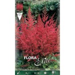 Astilbes arendsii Red (Astilbe × arendsii ‘Red’) Rhizomes