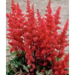 Astilbes arendsii Red (Astilbe × arendsii ‘Red’) Rhizomes