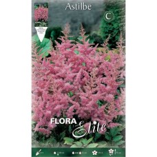 Αστίλβες Ροζ Arendsii Pink (Astilbe × arendsii ‘Pink’) - Ριζώματα