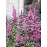 Αστίλβες Ροζ Arendsii Pink (Astilbe × arendsii ‘Pink’) - Ριζώματα