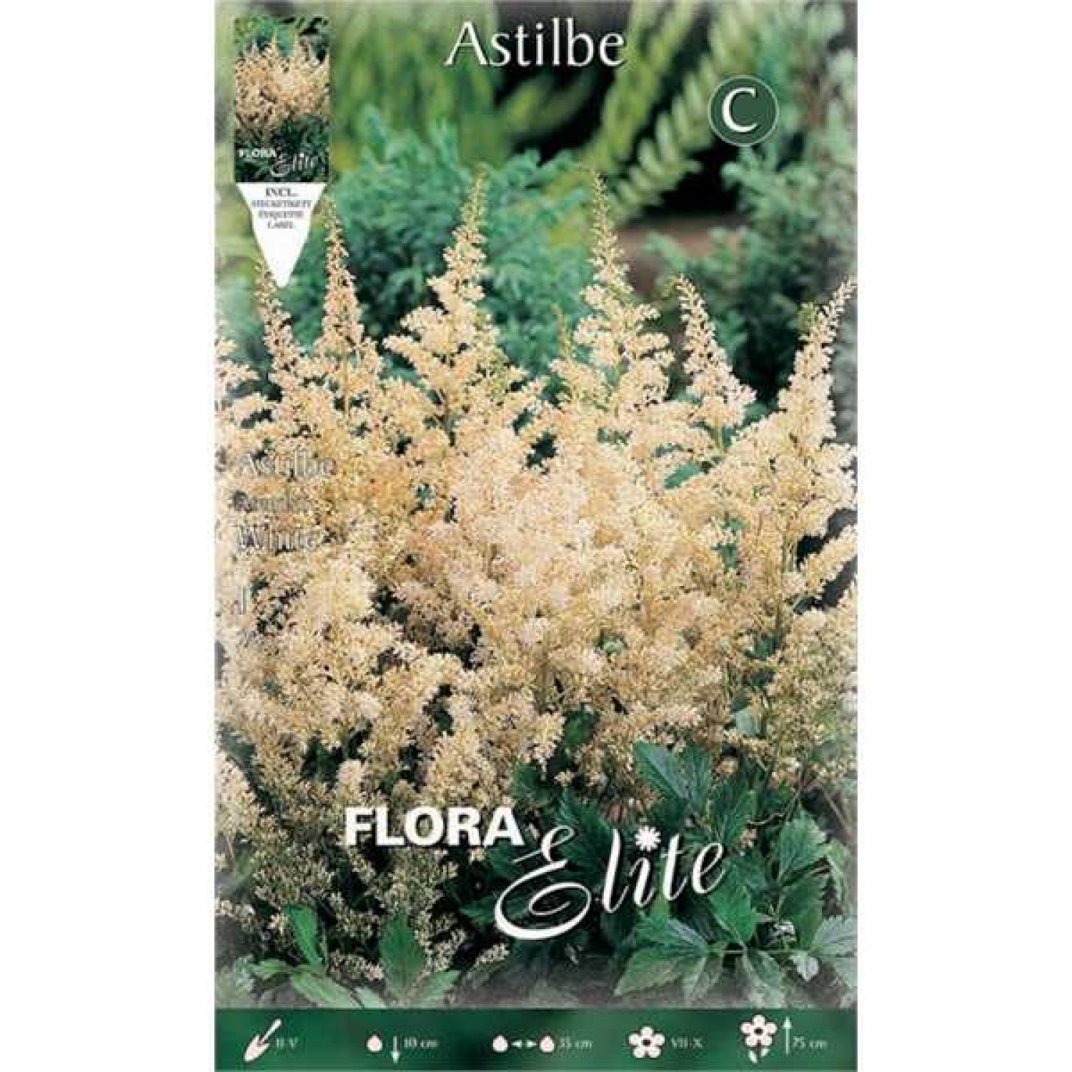 Astilbes arendsii White (Astilbe × arendsii ‘White’) Rhizomes
