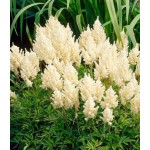 Astilbes arendsii White (Astilbe × arendsii ‘White’) Rhizomes