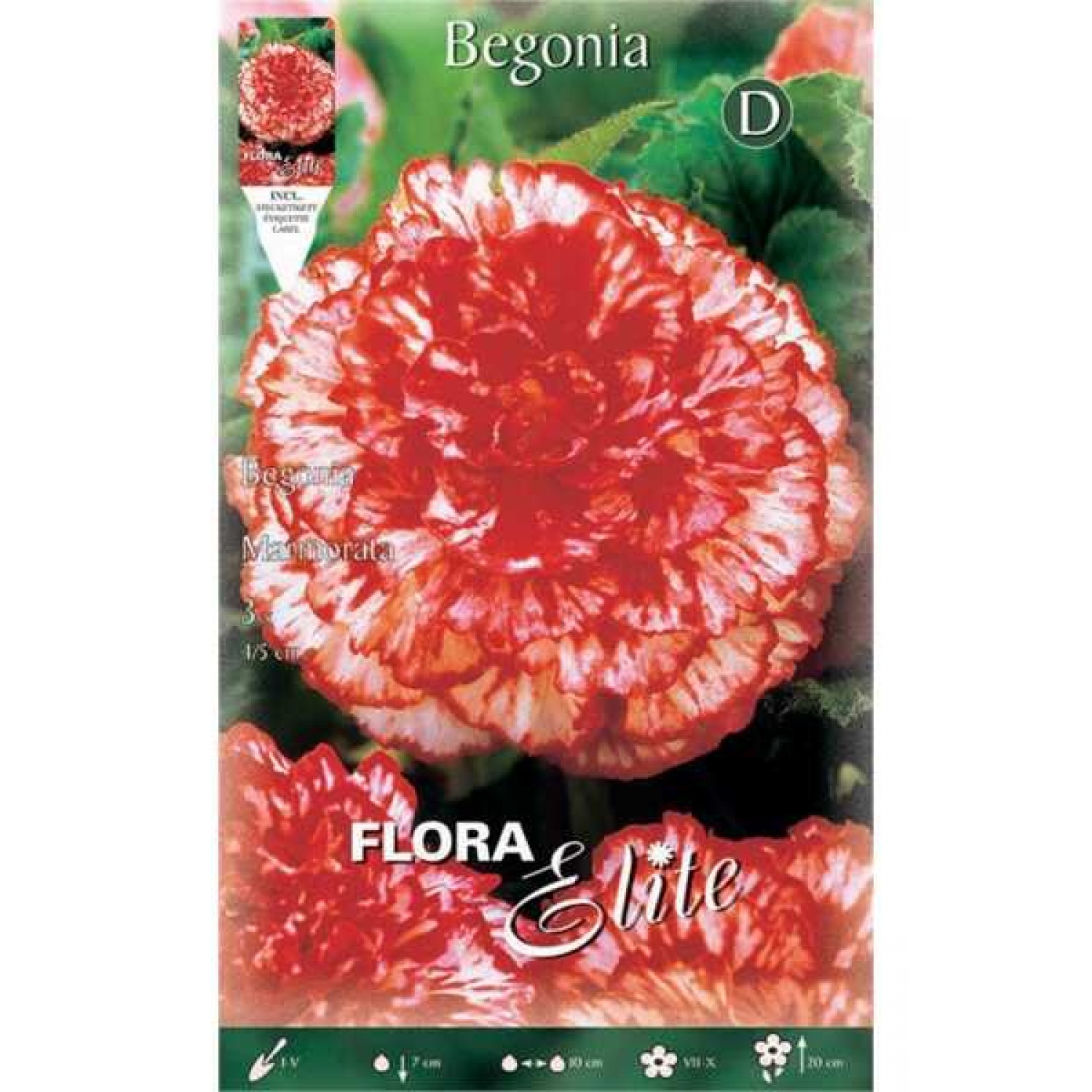 Begonia ‘Marmorata' White - Pink (Begonia picotee 'Marmorata') Tuberous (518003) Begonias ‘Marmorata' White - Pink Tuberous