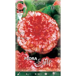 Begonia ‘Marmorata' White - Pink (Begonia picotee 'Marmorata') Tuberous (518003) Begonias ‘Marmorata' White - Pink Tuberous
