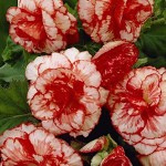 Begonia ‘Marmorata' White - Pink (Begonia picotee 'Marmorata') Tuberous (518003) Begonias ‘Marmorata' White - Pink Tuberous