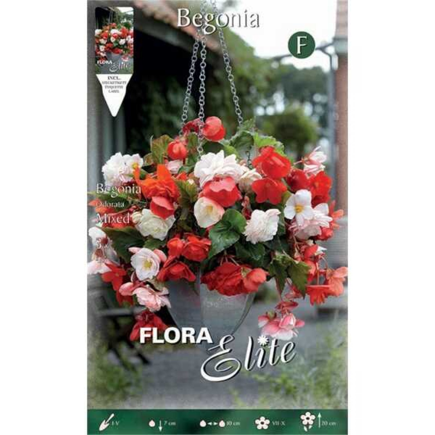 Μπιγκόνιες ή Μπιγόνιες Ανάμειχτα Χρώματα Odorata Mixed