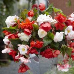 Μπιγκόνιες ή Μπιγόνιες Ανάμειχτα Χρώματα Odorata Mixed