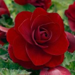 Begonia ‘Double Red’ (Begonia × tuberhybrida ‘Double Red’) Tuberous (807176) Begonias ‘Double Red’ Tuberous