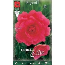 Begonia ‘Double Pink’ (Begonia × tuberhybrida ‘Double Pink’) Tuberous (807527) Begonias ‘Double Pink’ Tuberous