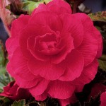 Begonia ‘Double Pink’ (Begonia × tuberhybrida ‘Double Pink’) Tuberous (807527) Begonias ‘Double Pink’ Tuberous