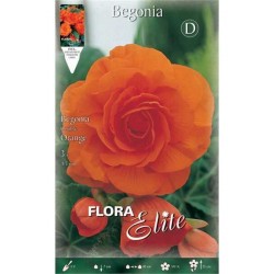 Begonia ‘Double Orange’ (Begonia × tuberhybrida ‘Double Orange’) Tuberous (807879) Begonia ‘Double Orange’ Tuberous