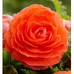 Begonia ‘Double Orange’ Tuberous 