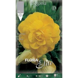 Begonia ‘Double Yellow’ (Begonia × tuberhybrida ‘Double Yellow’) Tuberous (808227) Begonia ‘Double Yellow’ Tuberous