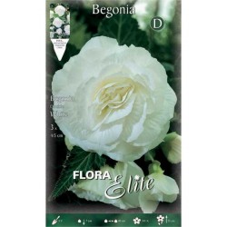 Begonia ‘Double White’ (Begonia × tuberhybrida ‘Double White’) Tuberous (808920) Begonias ‘Double White’ Tuberous