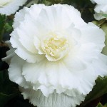 Begonia ‘Double White’ (Begonia × tuberhybrida ‘Double White’) Tuberous (808920) Begonias ‘Double White’ Tuberous