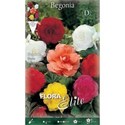 Begonia Double Mixed (Begonia × tuberhybrida - Double Mixed) Tuberous (809279) Begonias Double Mixed Tuberous