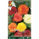 Begonia ‘Fimbriata' Mixed (Begonia × tuberhybrida ‘Fimbriata' - Mixed) Tuberous (810671) Begonias ‘Fimbriata' Mixed Tuberous
