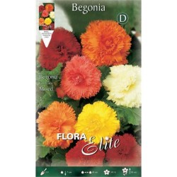 Begonia ‘Fimbriata' Mixed (Begonia × tuberhybrida ‘Fimbriata' - Mixed) Tuberous (810671) Begonias ‘Fimbriata' Mixed Tuberous